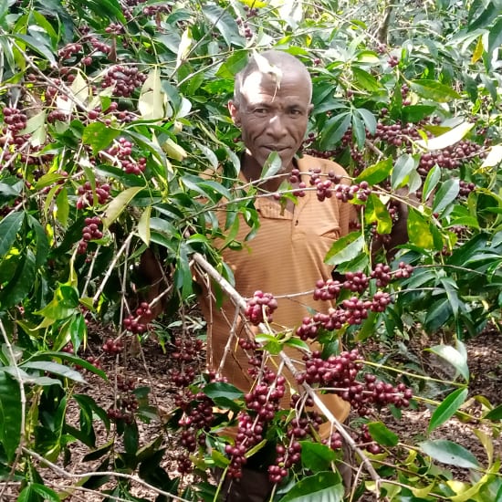 Ethiopia Yirgacheffe - Mr. Mengeche Derso