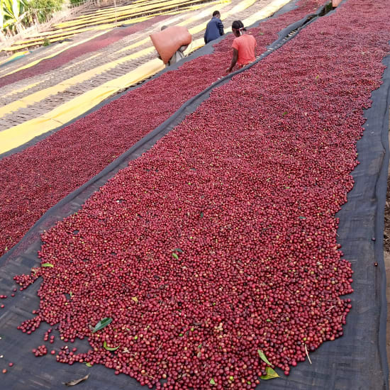 Ethiopia Yirgacheffe - Mr. Mengeche Derso