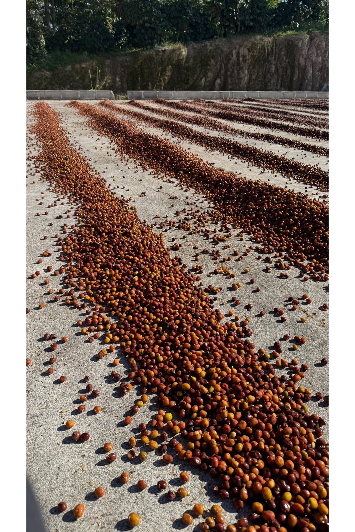 Honduras - Anaerobic Natural - Lopez Family Farm