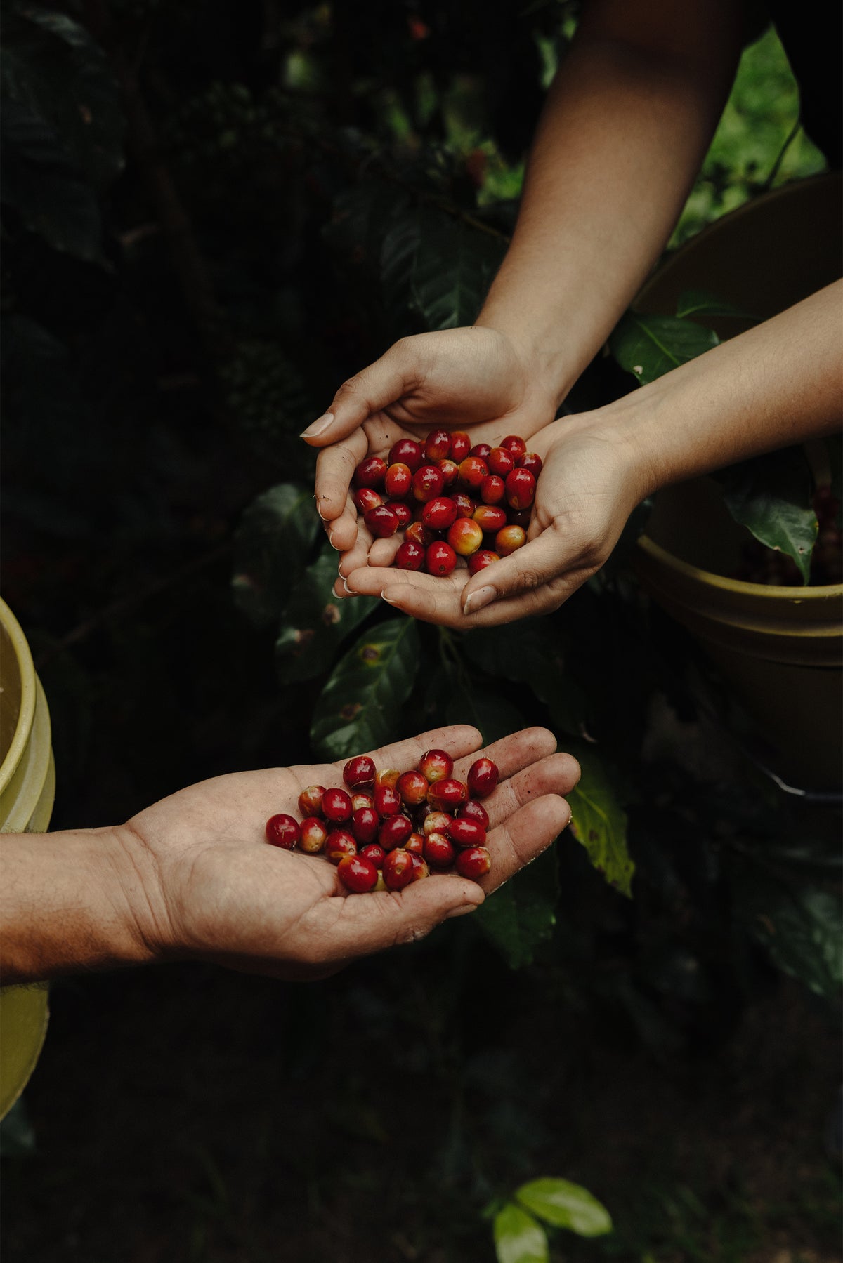 Honduras - Anaerobic Natural - Lopez Family Farm
